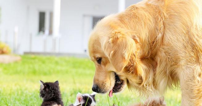 Пет изоставени котенца са намерени сгушени в бездомно куче осигурило