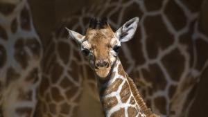 Бебе жираф се роди в лондонски зоопарк съобщи Новият