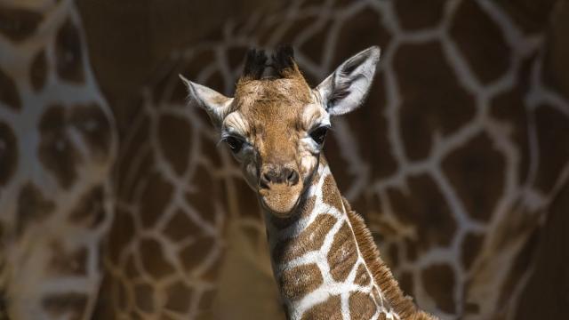 Бебе жираф се роди в лондонски зоопарк (ВИДЕО)