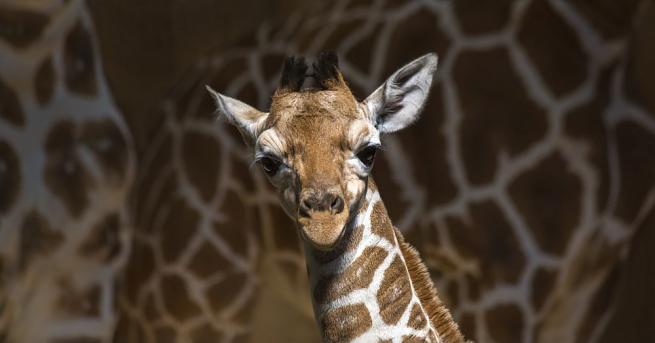Новородено жирафче беше намерено в много тежко коматозно състояние в