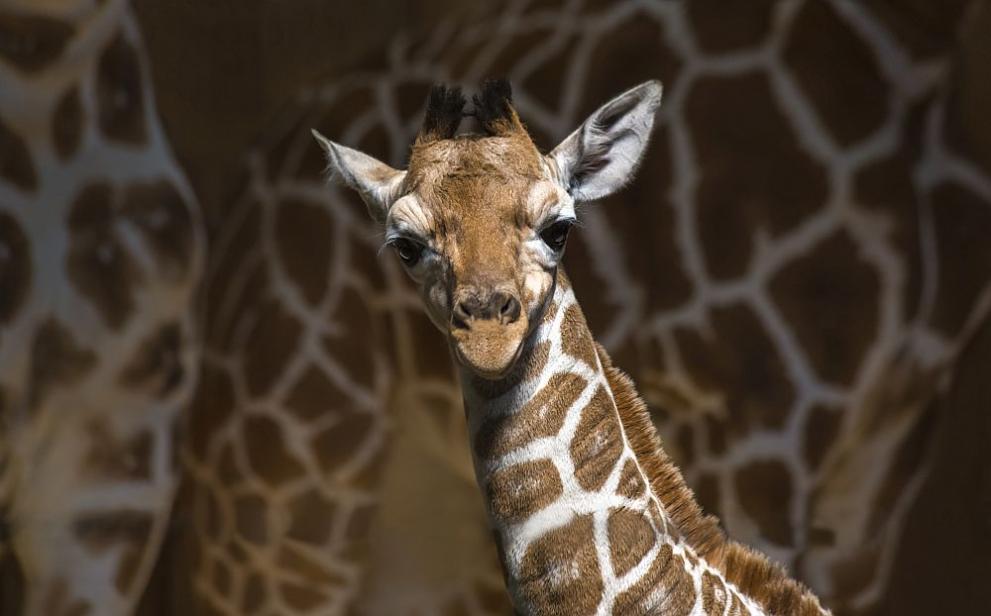 Бебе жираф се роди в лондонски зоопарк, съобщи . Новият