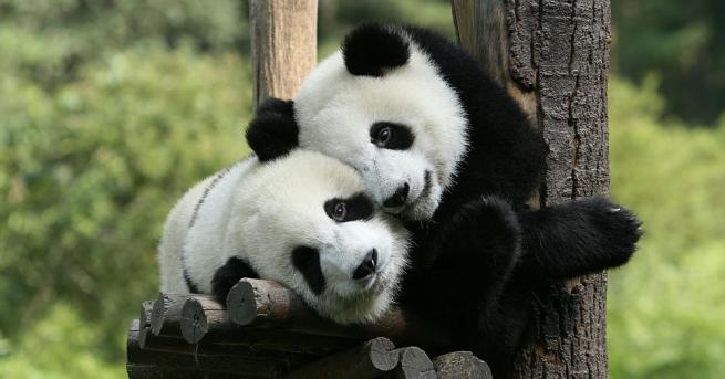 Берлинската зоологическа градина разпространи нови снимки на пандите близначета, които