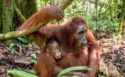  Бебе орангутан от сериозно заплашен тип се роди в Англия 