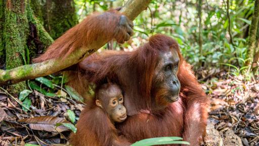  <p><b>Вижте&nbsp;</b>бебето орангутан, което трогна света</p> 