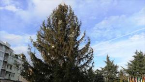 коледно дърво Казанлък