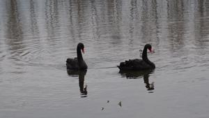 лебеди Симитли