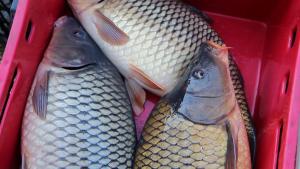 шаран шумен