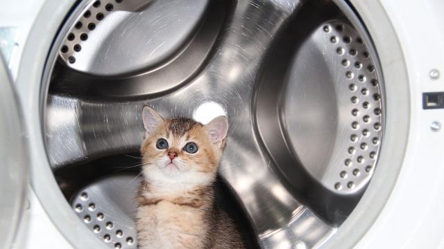 Коте се „изкъпа“ в пералня (СНИМКИ)