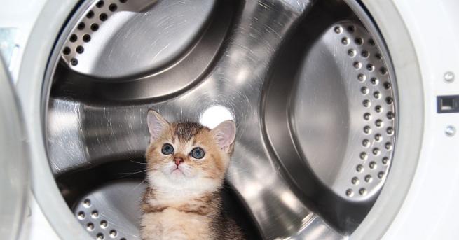 Тримесечното коте Поузи остана само с осем живота след като