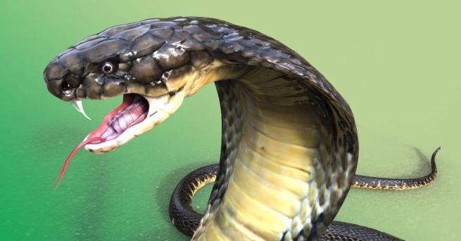 Двуглава кобра беше видяна в индийско село но жителите му