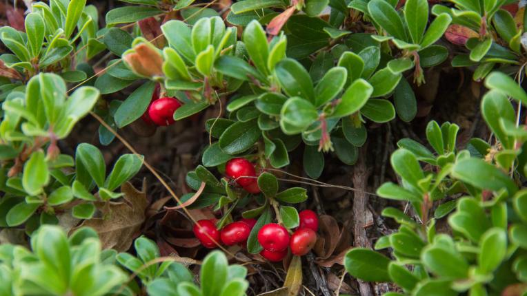  3 билки, които оказват помощ при цистит 