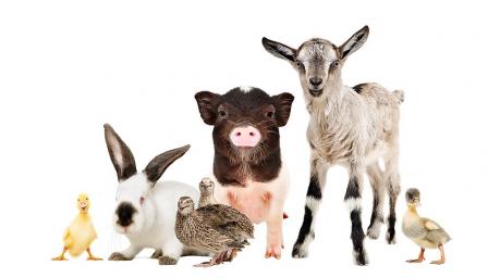 Най-странните животни през годината