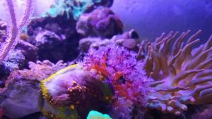 аквариум Природонаучен музей