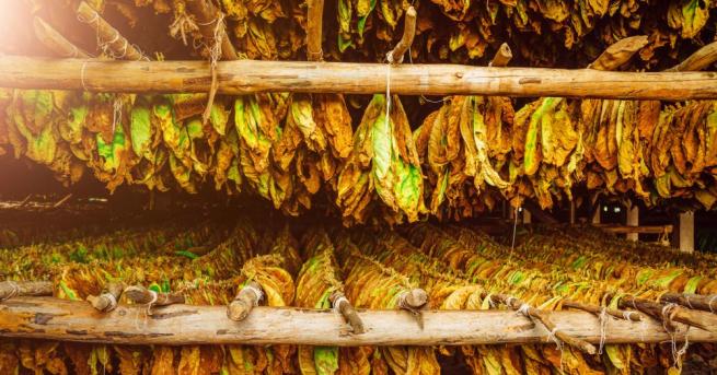 Търговските дружества с които тютюнопроизводителите са сключили договори ще продължат