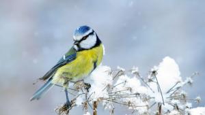 Днес облачността ще е значителна  като след обяд от запад