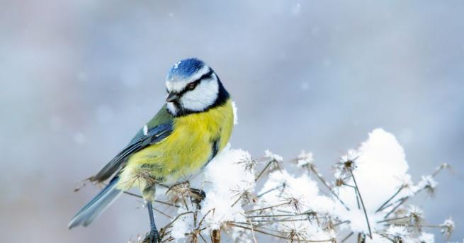 Глобалното затопляне влияе негативно върху начина на живот на птиците