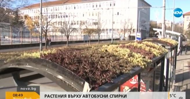 България Зелени шапки в Бургас малко хора ги видяха Поставянето