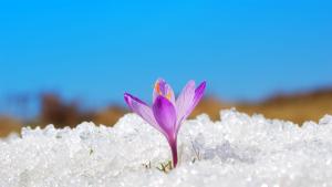 зима слънце