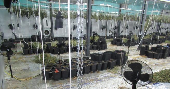 Разкриха мащабна лаборатория за марихуана в Русенско съобщиха от полицията  