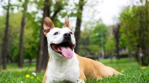 куче поляна