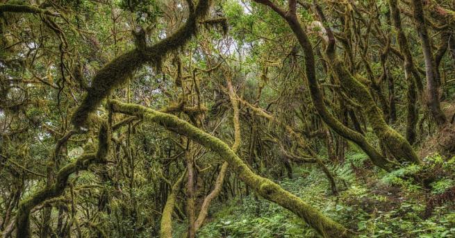 Учени вярват че са открили най древната гора на света пише