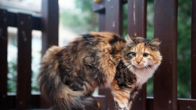 Гостите на японски хотел заспиват, гледайки котки (СНИМКИ)