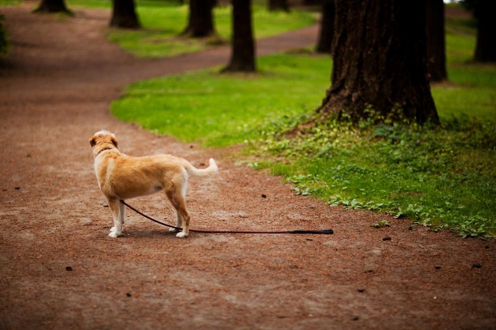  животни кучета котки боязън уплашени 