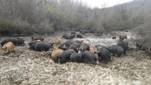 Станка прасета балканска свиня