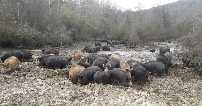 Нови седем случая на Африканска чума при диви свине са