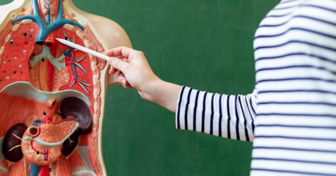 Любопитно Учителка използва тялото си за урок по анатомия Учителка