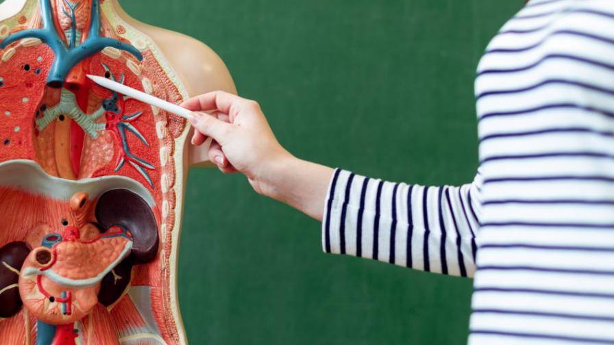  Учителка употребява тялото си за урок по анатомия 