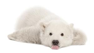 Топенето на ледовете в Арктика застрашава полярните мечки съобщава АФП