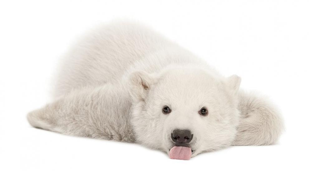 Топенето на ледовете в Арктика застрашава полярните мечки, съобщава АФП.