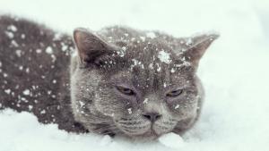 зима сняг котка