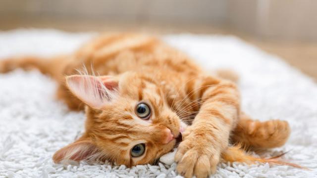 Котка измина повече от 60 км за месец и половина, за да се върне при стопаните си