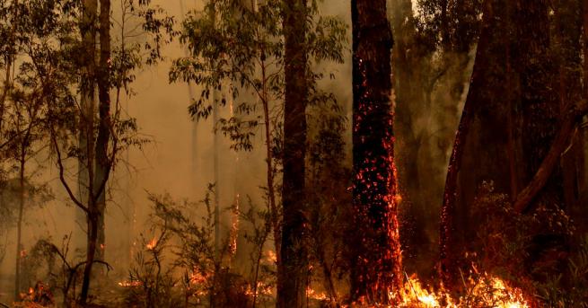 Въглеродните емисии от унищожителните пожари в Австралия вече достигат тези