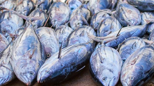 Продадоха риба тон за 1,8 млн. долара