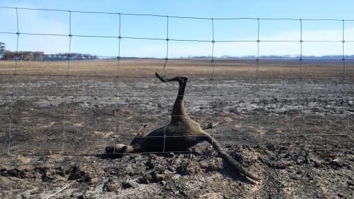  Австралия пожари 