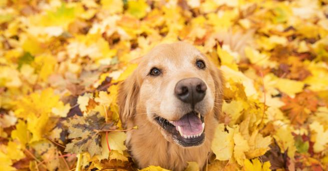 Любопитно Какво не знаете за най добрия приятел на човека Запознайте