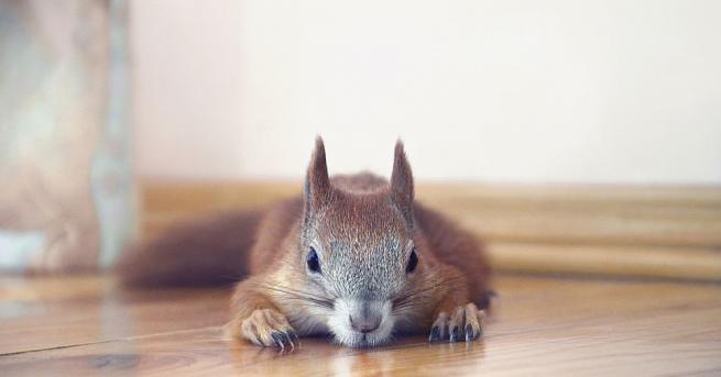Семейството от Атланта намери дома си в окаяно състояние след
