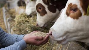  Определени са ставките за обвързана подкрепа за животновъдството за тазгодишната