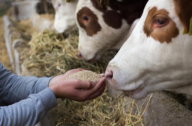  Определени са ставките за обвързана подкрепа за животновъдството за тазгодишната