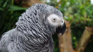 сив папагал