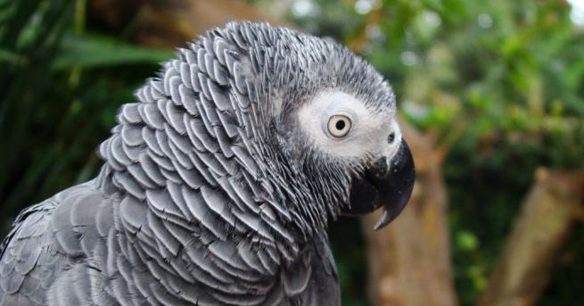 Германски учени установиха че африканските сиви папагали помагат спонтанно на