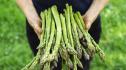 Аспержите – полезният пролетен зеленчук, който все по-често присъства на трапезата