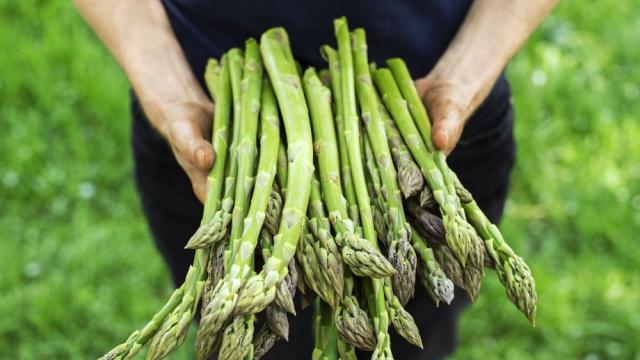 Аспержите – полезният пролетен зеленчук, който все по-често присъства на трапезата