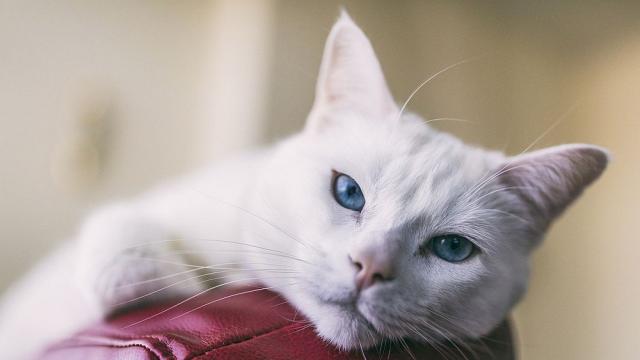 10 пакостливи котета, които не съжаляват за постъпките си (ВИДЕО)