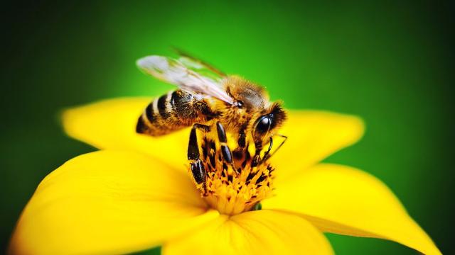 Млад мъж е в кома, след като бил ужилен 20 000 пъти от  пчели-убийци в САЩ