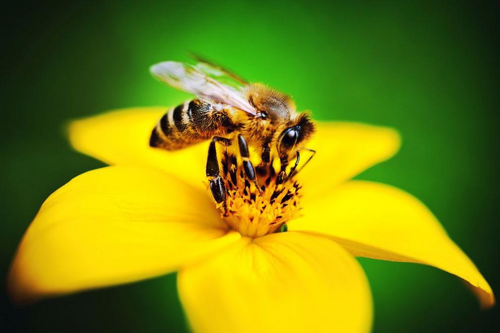  пчели 