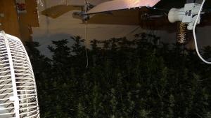 Елин Пелин наркооранжерия трева